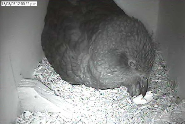 adult cleaning nest - Black & white still images taken from the camera footage